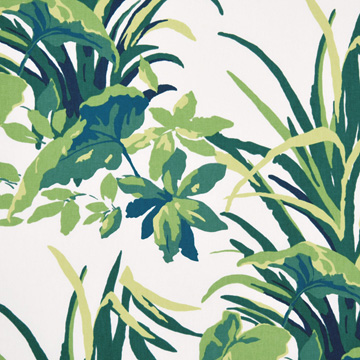 AMAZONIA PALM